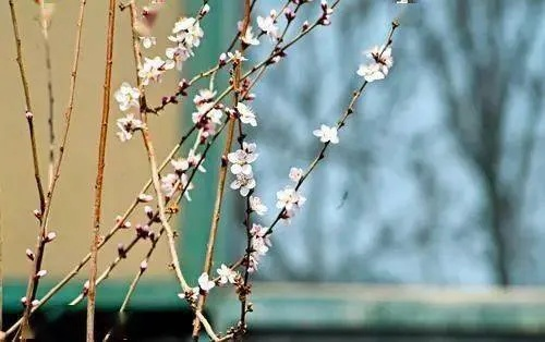 最新天气,春日的无常与馈赠 最新天气,春日的无常与馈赠
