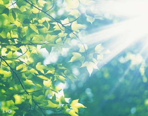 今日天气，阳光正好，微风不燥