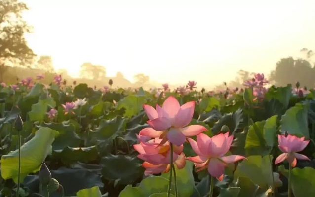 宝应天气，水乡四季的温柔絮语✅皇冠体彩网站app