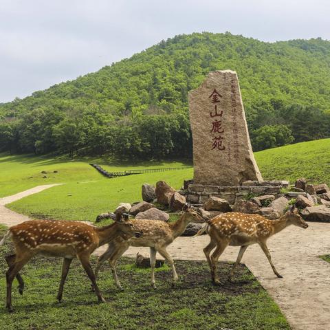 林都的呼吸，在伊春，天气预报是一场与森林的对话