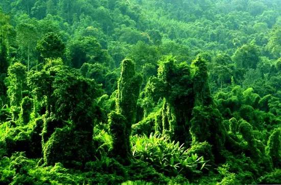 西双版纳30天天气指南，热带雨林的恒温秘境与风云变幻