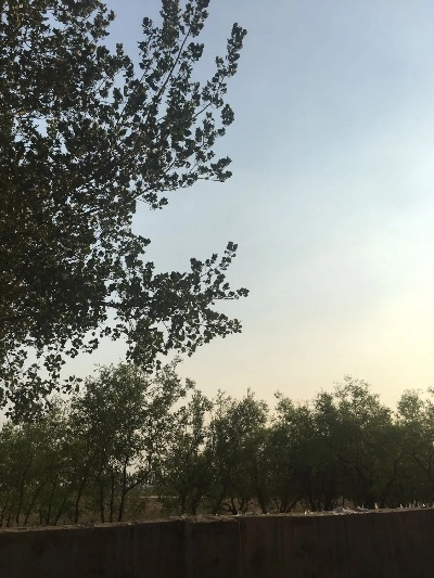 沧州天气，四季分明的平原诗篇