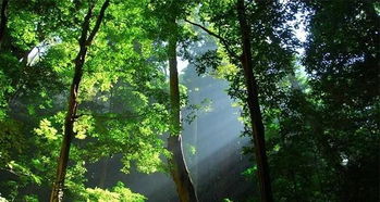 云南西双版纳天气预报15天,热带雨林的夏日絮语 云南西双版纳天气预报15天,热带雨林的夏日絮语